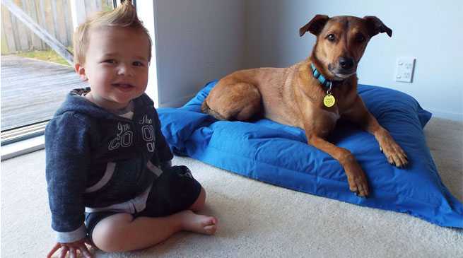 Growing up hand-in-paw: toddler safety around dogs