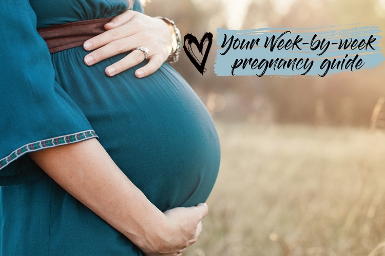 Week by week pregnancy