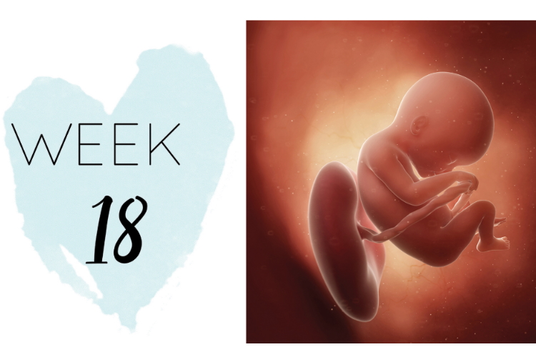 18 Weeks Pregnant | Pregnancy Week-by-Week Symptoms| OHbaby!