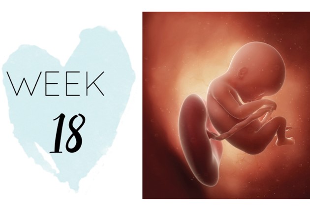 18 Weeks Twin Baby Development