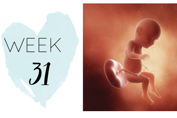 31 weeks pregnant