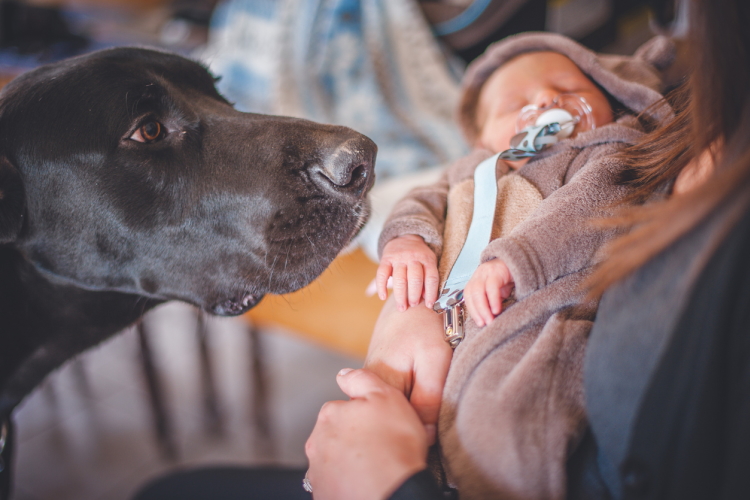 Safely introduce dog to baby